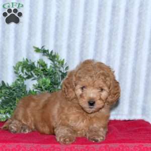 Ava, Mini Goldendoodle Puppy