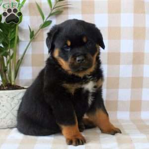 Ava, Rottweiler Puppy