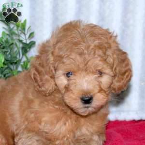 Ava, Mini Goldendoodle Puppy