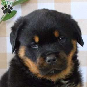 Ava, Rottweiler Puppy