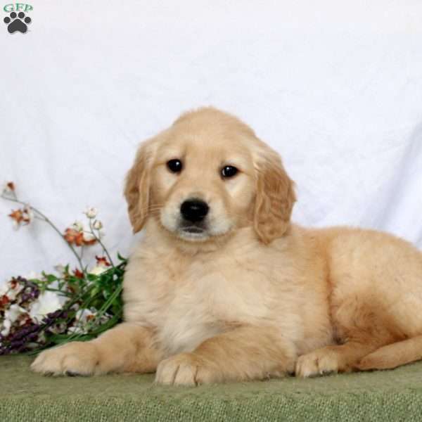 Avery, Golden Retriever Puppy