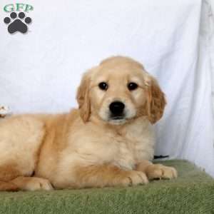 Avery, Golden Retriever Puppy