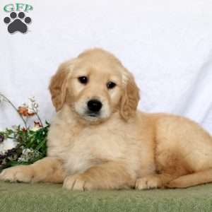 Avery, Golden Retriever Puppy