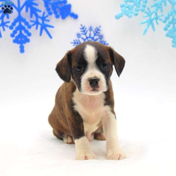 Awesome, Boston Terrier Mix Puppy