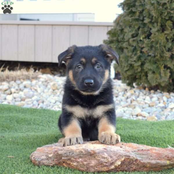 Axel, German Shepherd Puppy