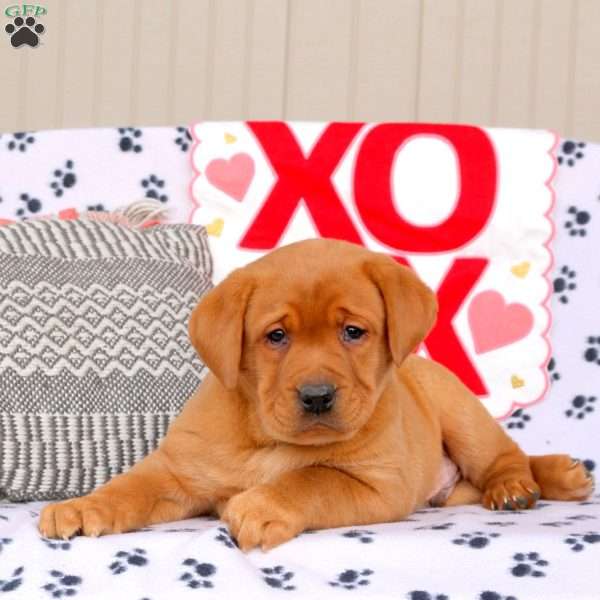 Axel, Fox Red Labrador Retriever Puppy