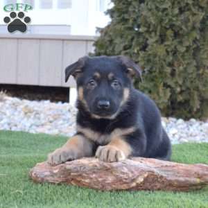 Axel, German Shepherd Puppy