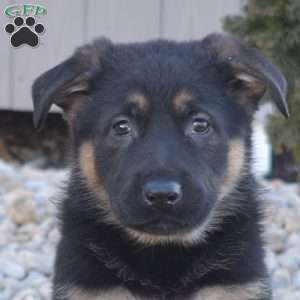 Axel, German Shepherd Puppy