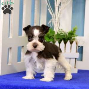 Annie, Miniature Schnauzer Puppy