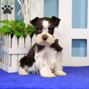 Annie, Miniature Schnauzer Puppy