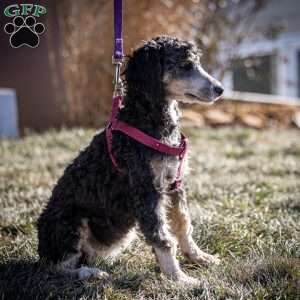 Gaby, Mini Bernedoodle Puppy