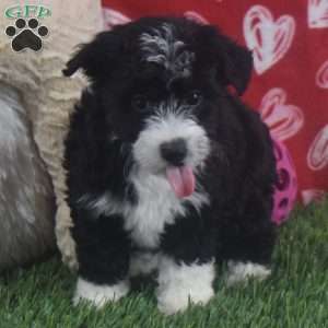 Princess, Aussiedoodle Puppy