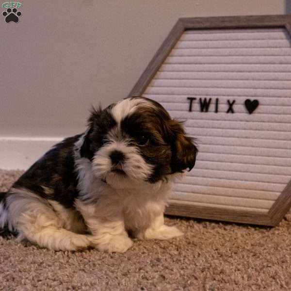 Twix, Shih Tzu Puppy