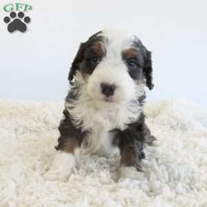 Dallas, Mini Bernedoodle Puppy