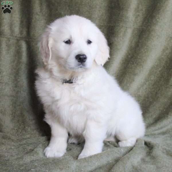 Baby, English Cream Golden Retriever Puppy