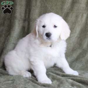 Baby, English Cream Golden Retriever Puppy