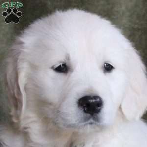 Baby, English Cream Golden Retriever Puppy