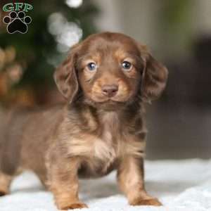 Bacon, Dachshund Puppy