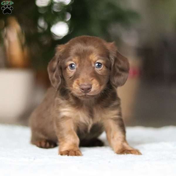 Bacon, Dachshund Puppy