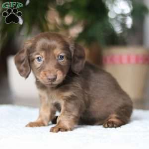 Bacon, Dachshund Puppy