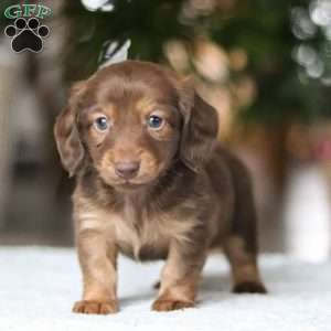 Bacon, Dachshund Puppy