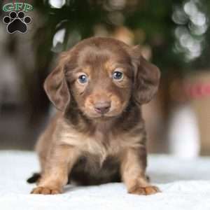 Bacon, Dachshund Puppy