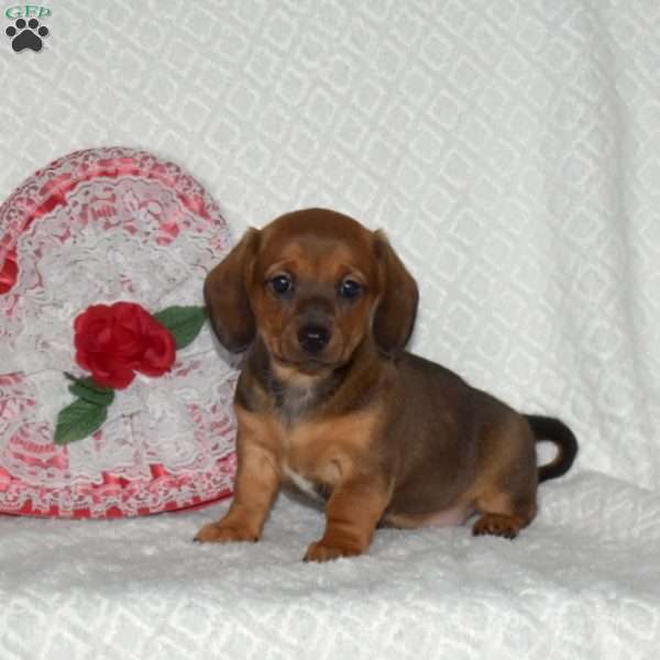 Bailey-Miniature, Dachshund Puppy