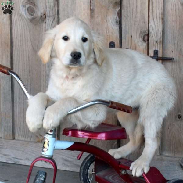 Bailey, English Cream Golden Retriever Puppy