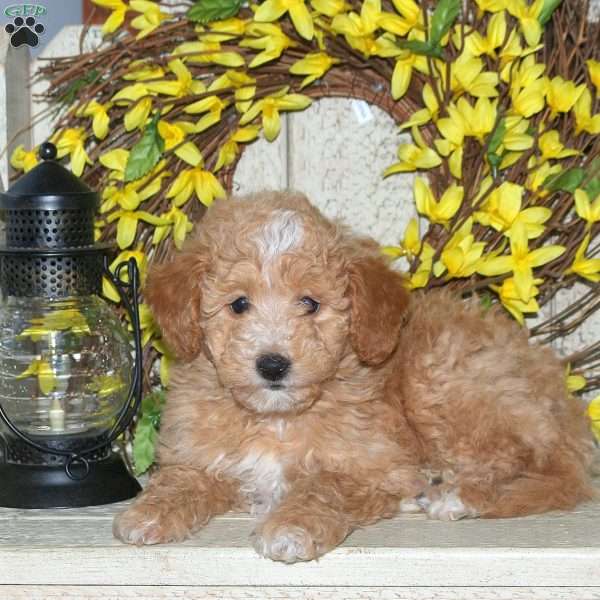 Bailey, Mini Labradoodle Puppy