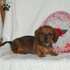 Bailey-Miniature, Dachshund Puppy