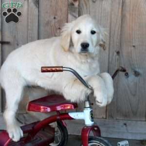 Bailey, English Cream Golden Retriever Puppy