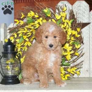 Bailey, Mini Labradoodle Puppy