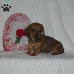 Bailey-Miniature, Dachshund Puppy