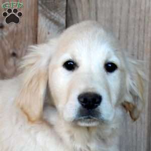 Bailey, English Cream Golden Retriever Puppy