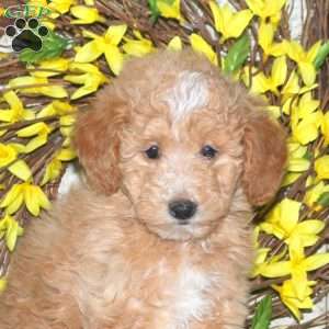 Bailey, Mini Labradoodle Puppy