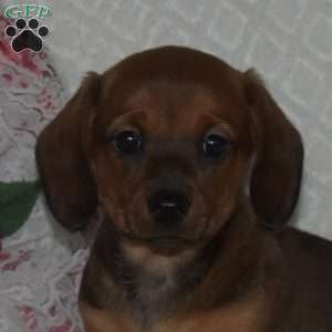 Bailey-Miniature, Dachshund Puppy