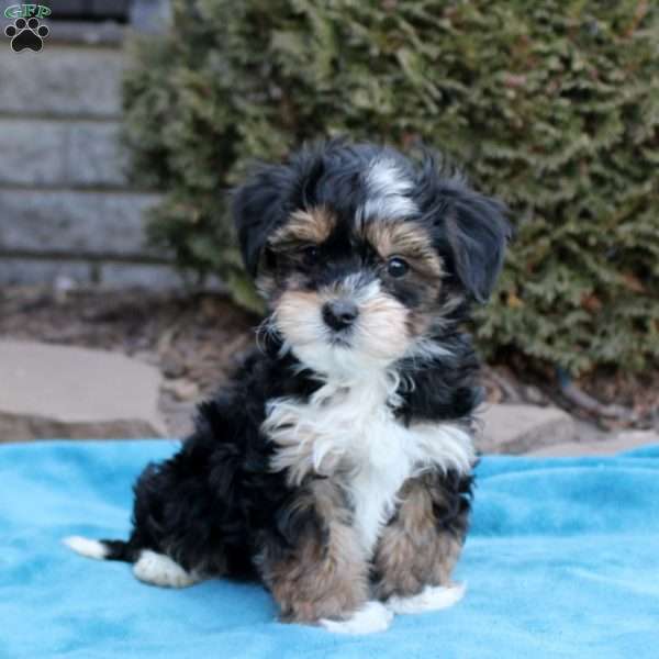 Bailey, Havanese Puppy