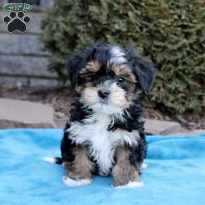 Bailey, Havanese Puppy