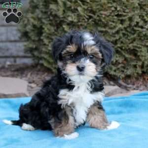 Bailey, Havanese Puppy