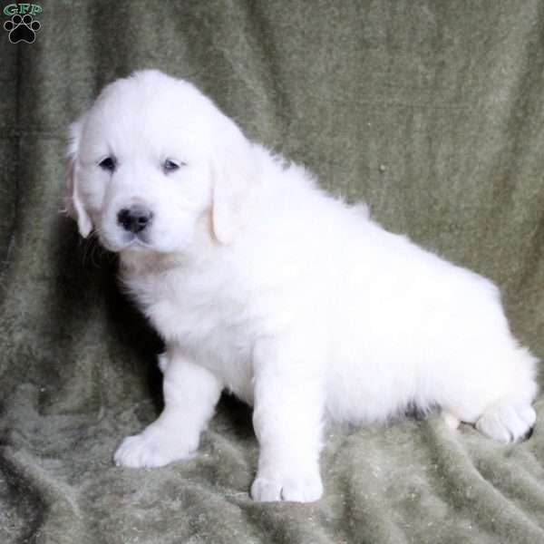 Bambi, English Cream Golden Retriever Puppy