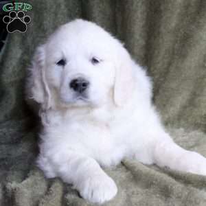 Bambi, English Cream Golden Retriever Puppy