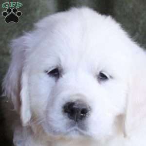 Bambi, English Cream Golden Retriever Puppy