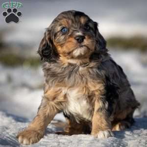 Bandit, Cavapoo Puppy