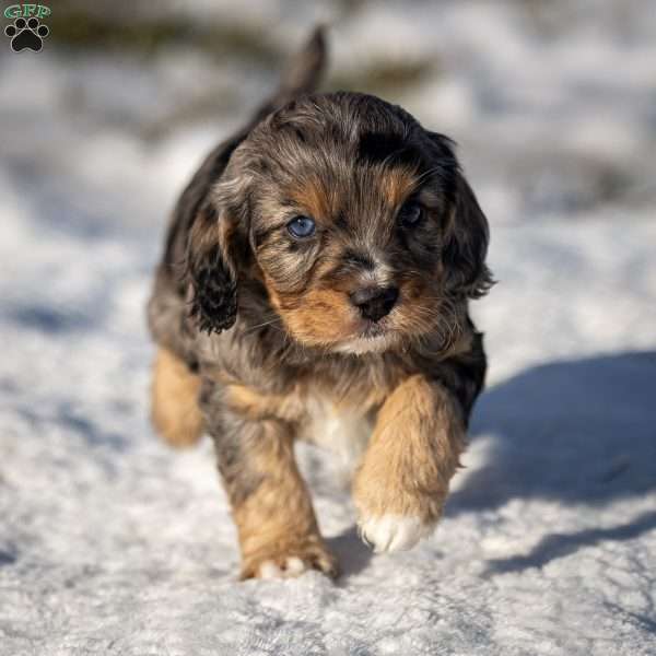 Bandit, Cavapoo Puppy