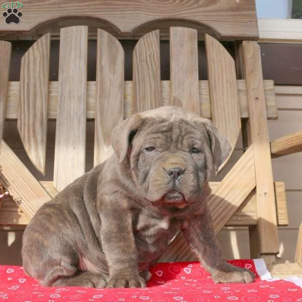 Bandit, Cane Corso Puppy