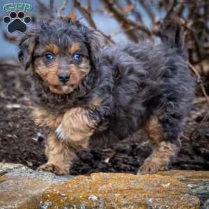 Bandit, Cavapoo Puppy