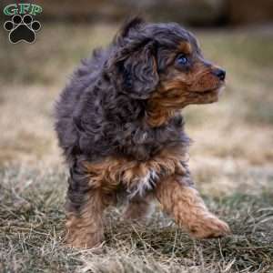 Bandit, Cavapoo Puppy