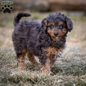 Bandit, Cavapoo Puppy