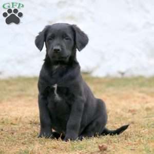 Banjo, Labrador Mix Puppy