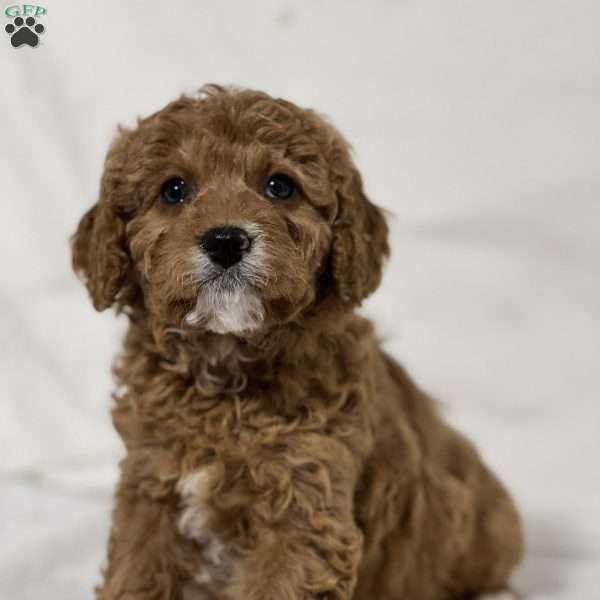 Barbie, Cavapoo Puppy